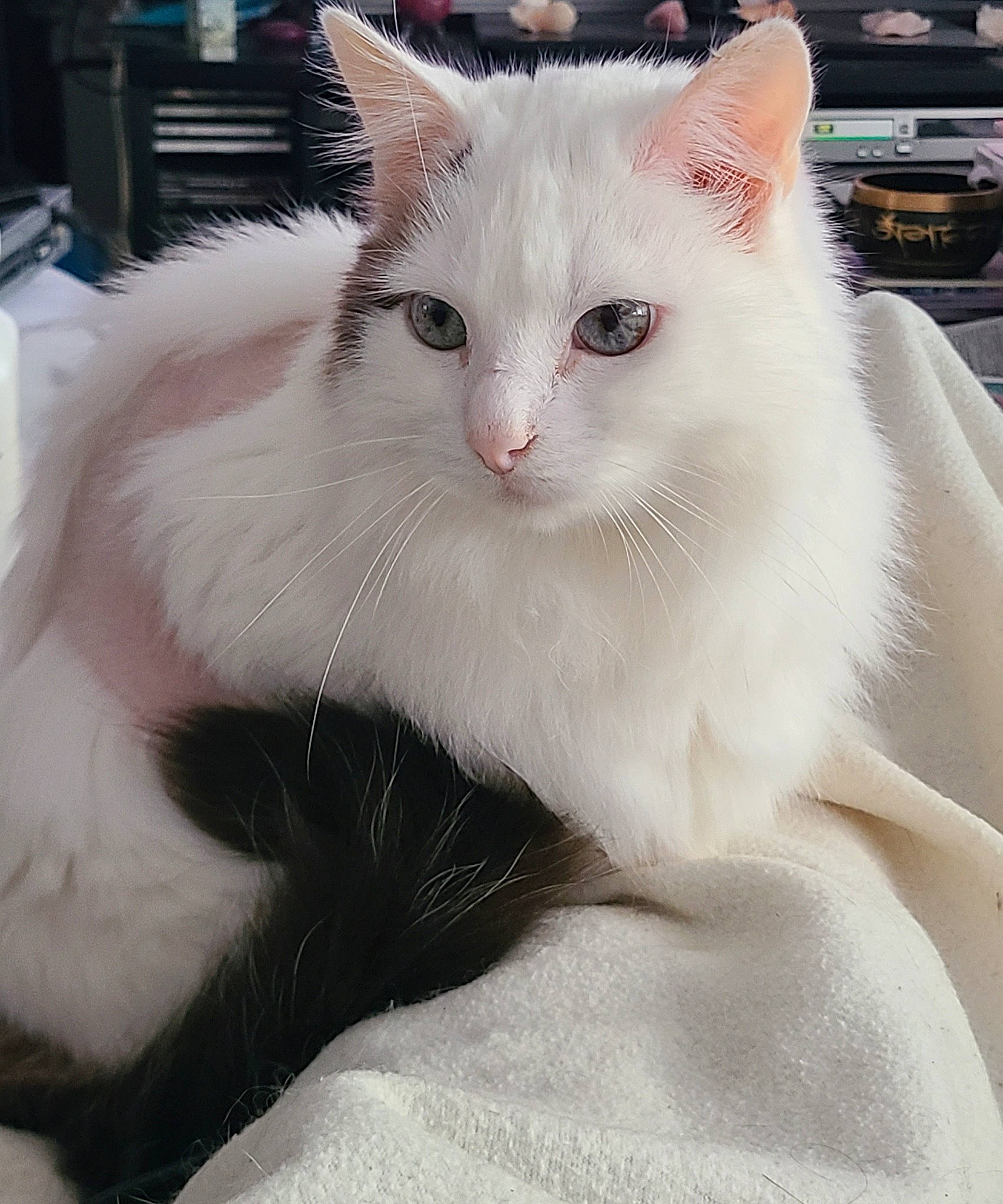 Flocon a rejoint le concours — aidez-le/la à gagner de superbes lots ! carnivore, cat, cat_supply, claw, comfort, computer_keyboard, domestic_short_haired_cat, felidae, fur, paw, small_to_medium_sized_cats, snout, tail, whiskers, window