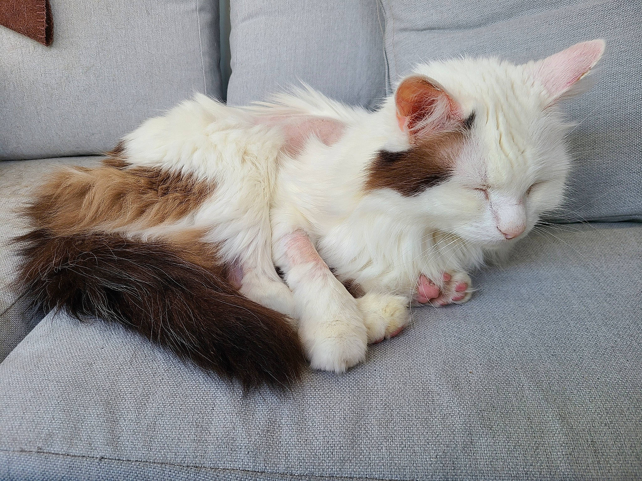 Flocon participe au concours pour gagner de l'argent avec cette photo : carnivore, cat, claw, comfort, domestic_short_haired_cat, fawn, felidae, foot, fur, nap, paw, sitting, sleep, small_to_medium_sized_cats, tail, whiskers