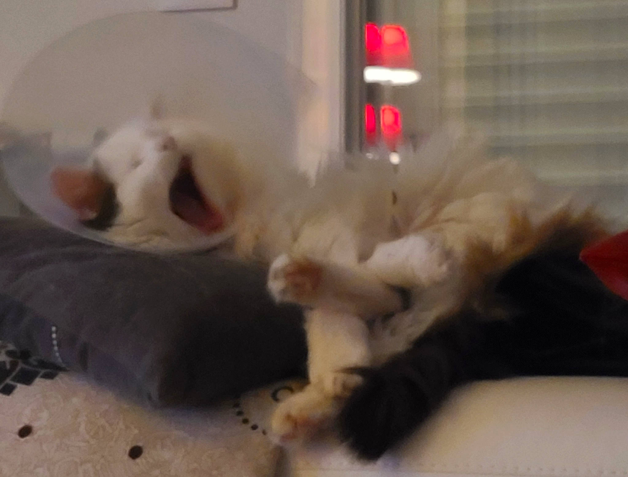 Flocon participe au concours pour gagner de l'argent avec cette photo : canidae, carnivore, cat, claw, companion_dog, couch, dog_breed, fang, fawn, felidae, fur, nap, paw, pet_supply, small_to_medium_sized_cats, snout, sporting_group, tail, terrestrial_animal, whiskers