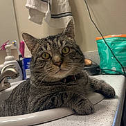 Lynx joined the competition — help win amazing prizes! bathroom, cat, closeup, collar, countertop, curious, domestic_cat, feline, fur, household, indoor, looking, pet, relaxed, resting, sink, tabby, towel, whiskers, yellow_eyes