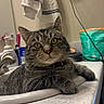 bathroom, cat, closeup, collar, countertop, curious, domestic_cat, feline, fur, household, indoor, looking, pet, relaxed, resting, sink, tabby, towel, whiskers, yellow_eyes