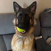 Shep joined the competition — help win amazing prizes! dog, german_shepherd, tennis_ball, pet, indoor, couch, furniture, chain_collar, animal, canine, fur, ears, mouth, teeth, toy, living_room, home, sitting, brown, black