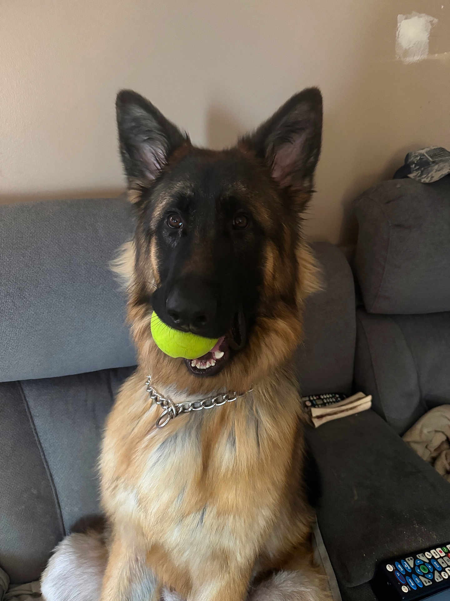 Shep joined the competition — help win amazing prizes! dog, german_shepherd, tennis_ball, pet, indoor, couch, furniture, chain_collar, animal, canine, fur, ears, mouth, teeth, toy, living_room, home, sitting, brown, black