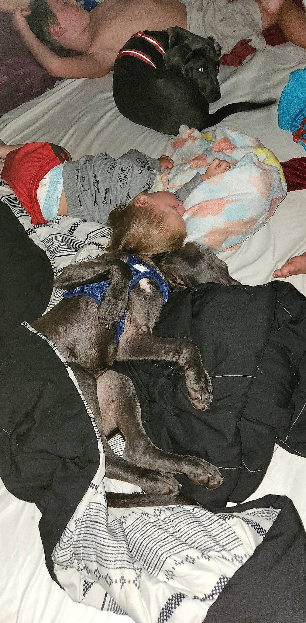 Sterling joined the competition — help win amazing prizes! art, baby, baby_products, bedtime, child, comfort, fur, lap, linens, nap, painting, pattern, sitting, sleep, sleeve, textile, toddler, visual_arts