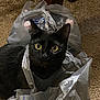 black_cat, cat, plastic_bag, carpet, yellow_eyes, indoor, pet, animal, fur, curious, looking_at_camera, close_up, whiskers, ears, face, domestic_cat, household, playful, messy, floor