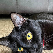 Choco is registered to the contest to win money with this photo: black_cat, cat, pet, animal, close_up, yellow_eyes, fur, whiskers, carpet, indoor, relaxed, lying_down, mammal, cute, domestic_cat, portrait, red_collar, face, eye, ear
