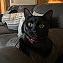 black_cat, cat, pet, indoor, couch, living_room, yellow_eyes, red_collar, feline, animal, cute, curious, cozy, soft_lighting, domestic, relaxing, fur, whiskers, close_up, home