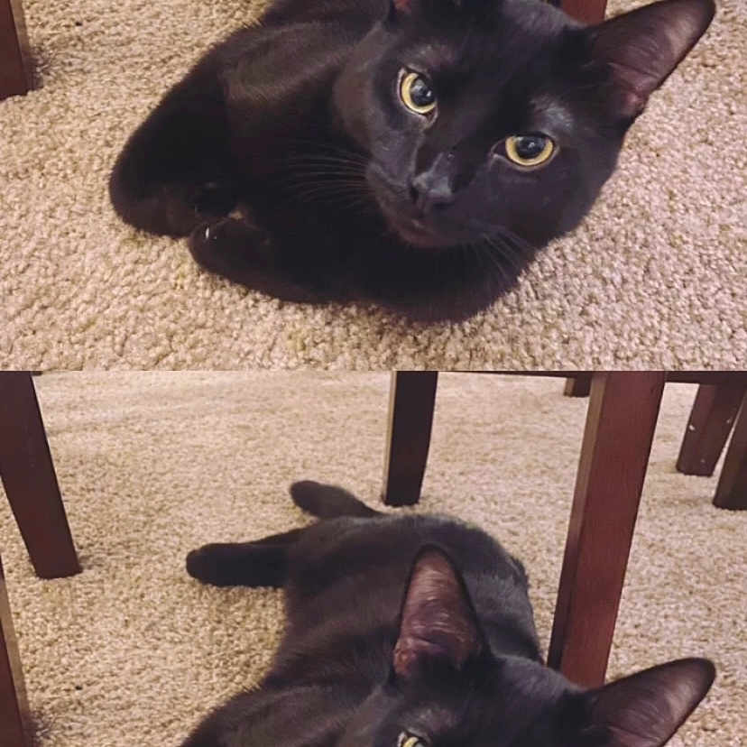 Choco