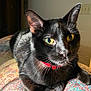 cat, black_cat, yellow_eyes, red_collar, indoor, sunlight, texture, closeup, fur, pet, animal, relaxed, resting, whiskers, ears, portrait, colorful_surface, shadow, warm_light, feline