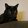 cat, black_cat, pet, animal, indoor, feline, curious, yellow_eyes, whiskers, close_up, looking, face, ears, fur, domestic_cat, resting, cozy, soft_light, wall, shadow