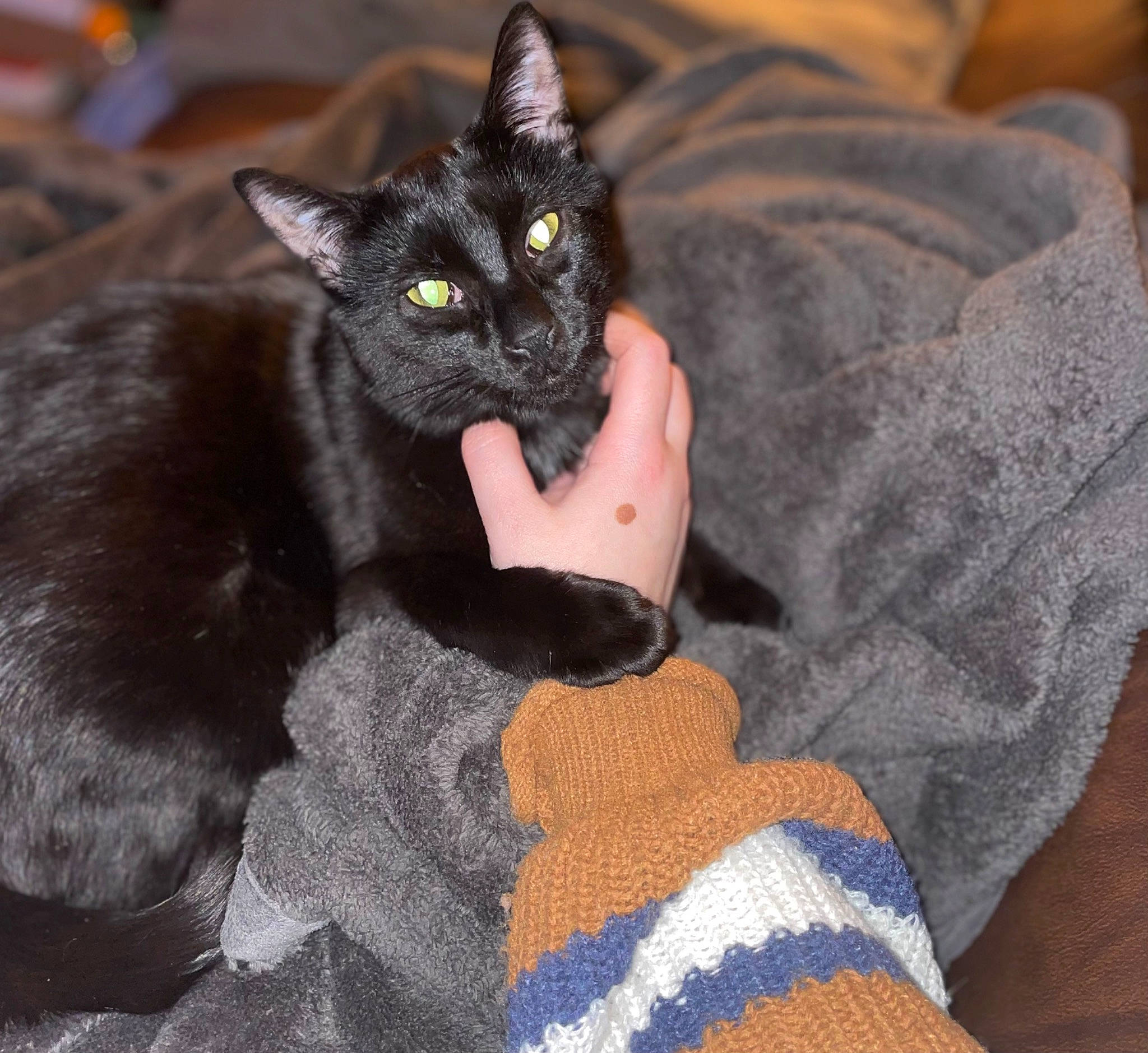 Eclipse joined the competition — help win amazing prizes! black_cat, bombay, carnivore, cat, cat_supply, claw, comfort, domestic_short_haired_cat, felidae, fur, grey, havana_brown, linens, pattern, paw, sitting, small_to_medium_sized_cats, tail, whiskers