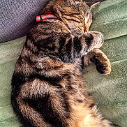 Yumi a rejoint le concours — aidez-le/la à gagner de superbes lots ! abyssinian, accessories, animal, armchair, blanket, cat, chair, collar, couch, cushion, egyptiancat, electronics, furniture, homedecor, kitten, manx, person, pet, sleeping, strap