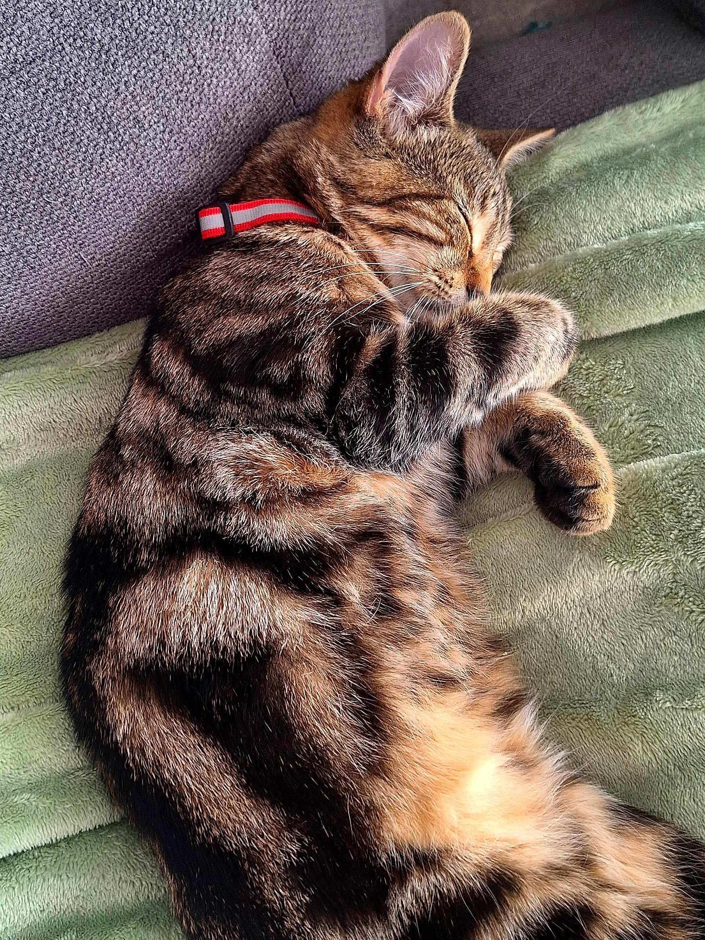 Yumi a rejoint le concours — aidez-le/la à gagner de superbes lots ! abyssinian, accessories, animal, armchair, blanket, cat, chair, collar, couch, cushion, egyptiancat, electronics, furniture, homedecor, kitten, manx, person, pet, sleeping, strap