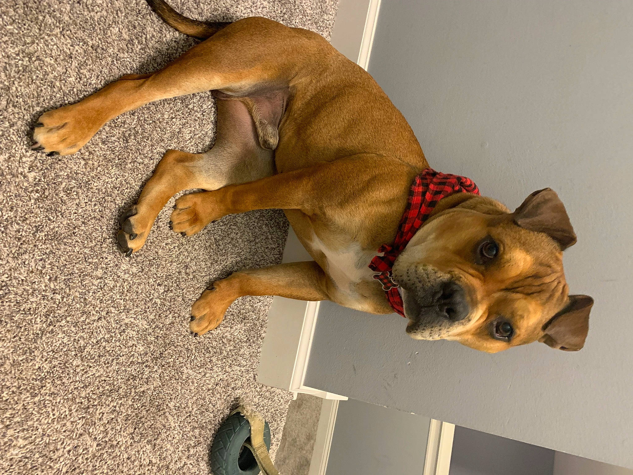 Holland is registered to the contest to win money with this photo: canidae, carnivore, collar, companion_dog, dog, dog_breed, dog_collar, dog_supply, ear, fawn, non_sporting_group, paw, pet_supply, snout, sporting_group, tail, terrestrial_animal, toy_dog, whiskers, working_animal