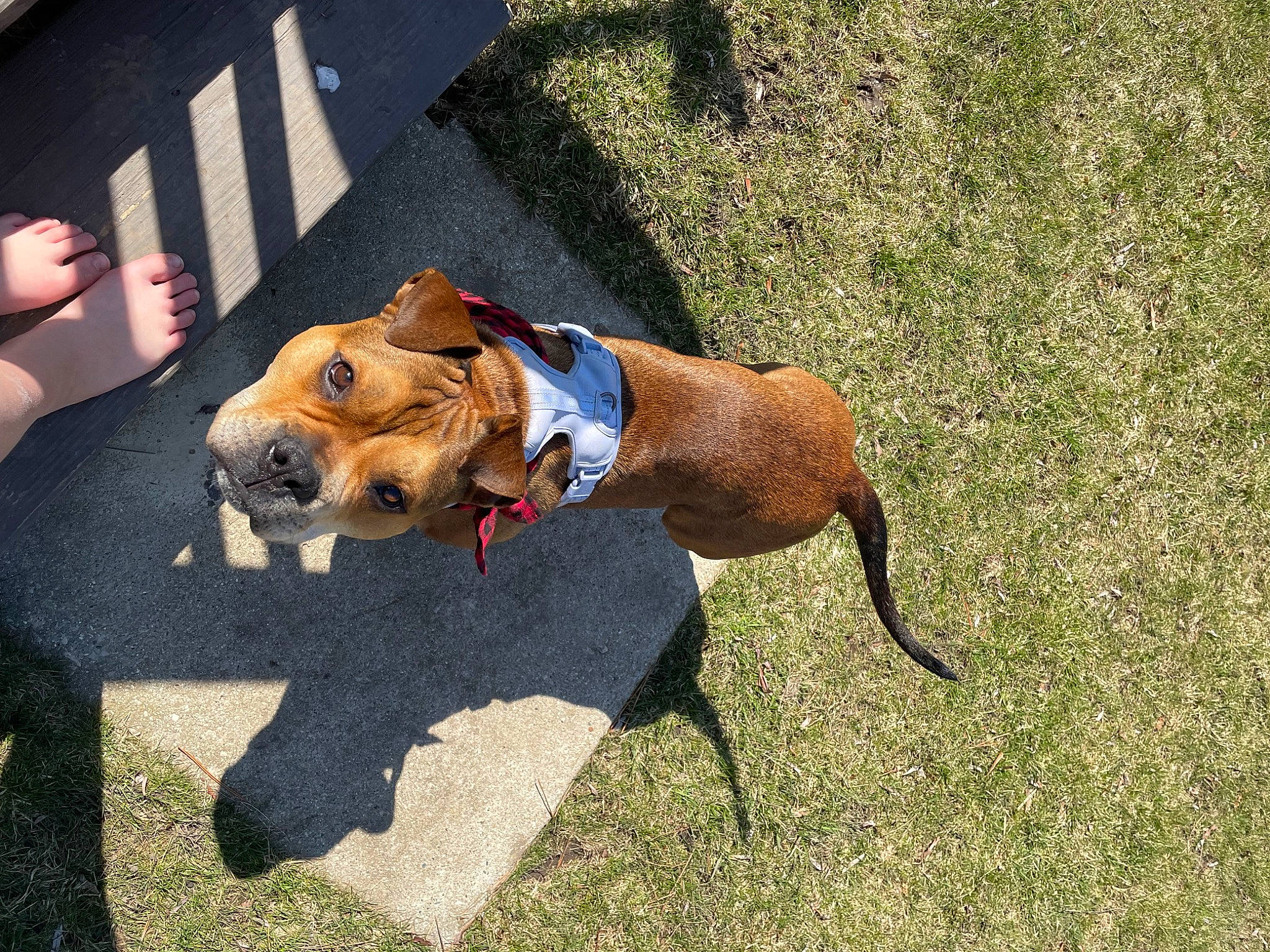 Holland is registered to the contest to win money with this photo: canidae, carnivore, collar, companion_dog, dog, dog_breed, dog_clothes, dog_collar, dog_supply, fawn, grass, hound, hunting_dog, leash, pet_supply, sighthound, snout, sporting_group, tail, terrestrial_animal