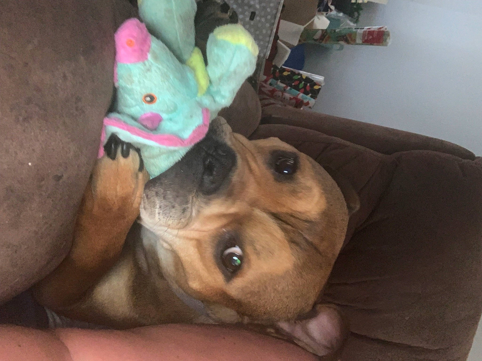 Holland is registered to the contest to win money with this photo: baseball_cap, canidae, cap, carnivore, companion_dog, dog, dog_breed, ear, eyewear, fawn, fun, fur, hat, party_hat, party_supply, selfie, snout, sporting_group, stuffed_toy, toy