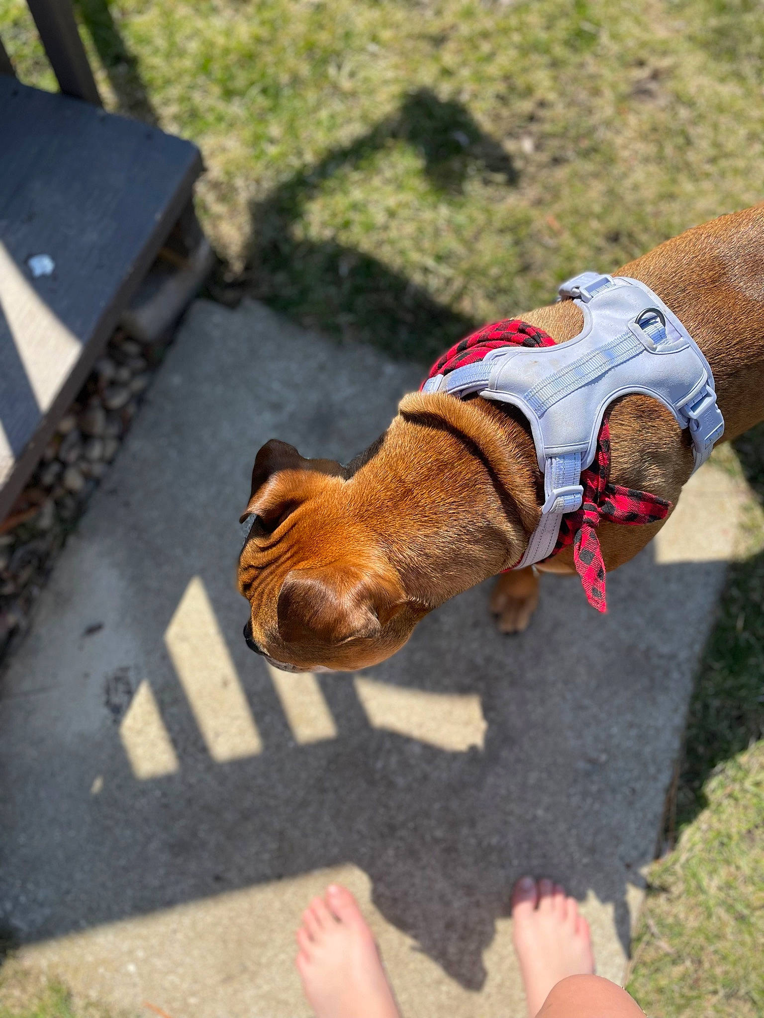 Holland is registered to the contest to win money with this photo: airedale_terrier, asphalt, carnivore, collar, companion_dog, dog, dog_breed, dog_clothes, dog_collar, dog_supply, fawn, grass, human_leg, leash, pet_supply, recreation, road_surface, sporting_group, tail, working_animal