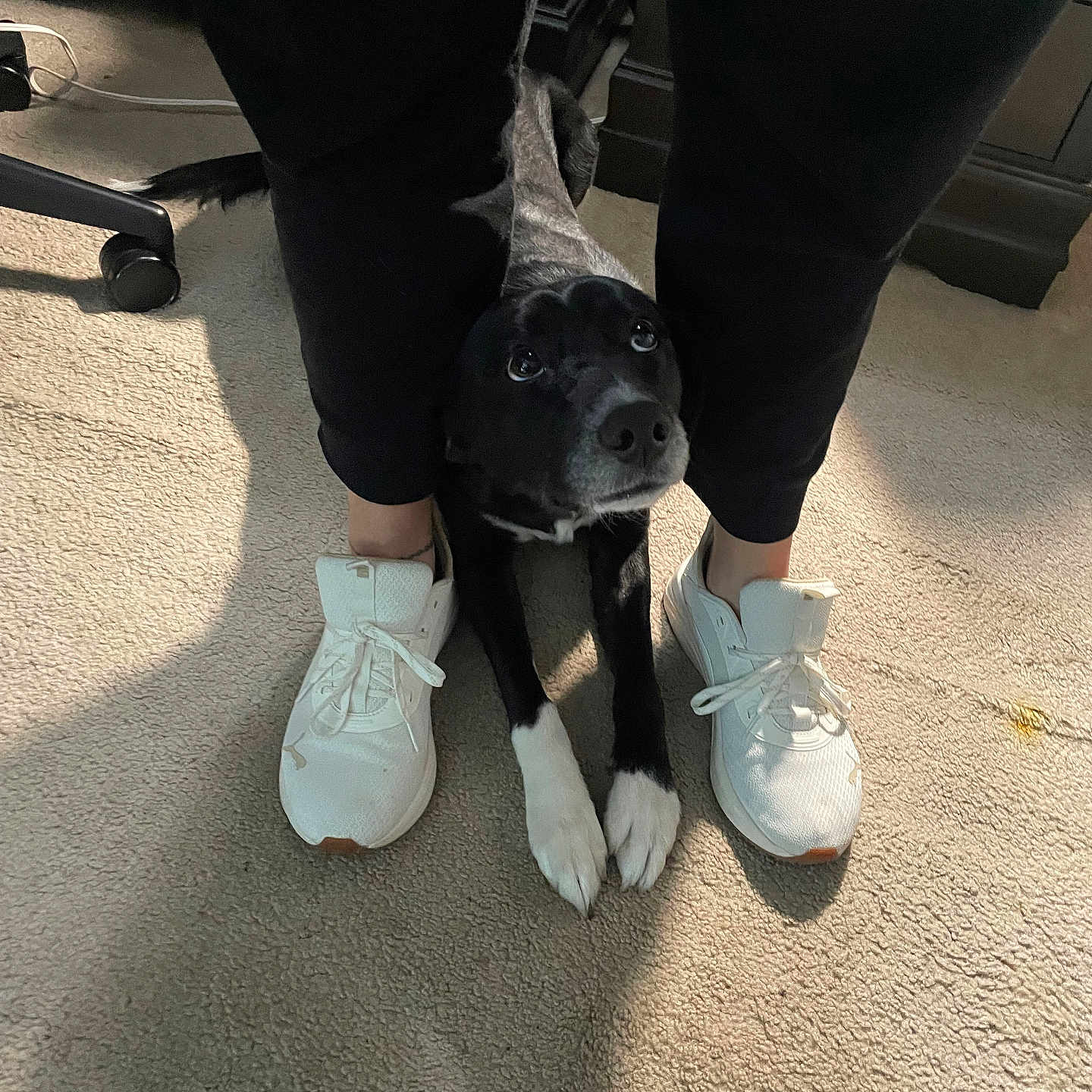 Penelope is registered to the contest to win money with this photo: animal, boy, canine, child, clothing, dog, footwear, indoors, interiordesign, male, pants, person, pet, puppy, racket, runningshoe, shoe, sneaker, suede, walkingdog