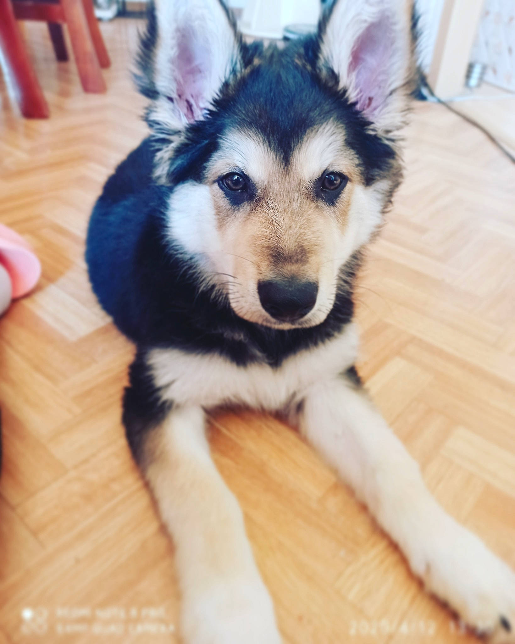 Junko a rejoint le concours — aidez-le/la à gagner de superbes lots ! alaskan_malamute, canidae, carnivore, dog, dog_breed, eye, mammal, native_american_indian_dog, northern_inuit_dog, nose, puppy, sakhalin_husky, seppala_siberian_sleddog, siberian_husky, sled_dog, snout, tamaskan_dog, vertebrate, wolfdog, working_dog