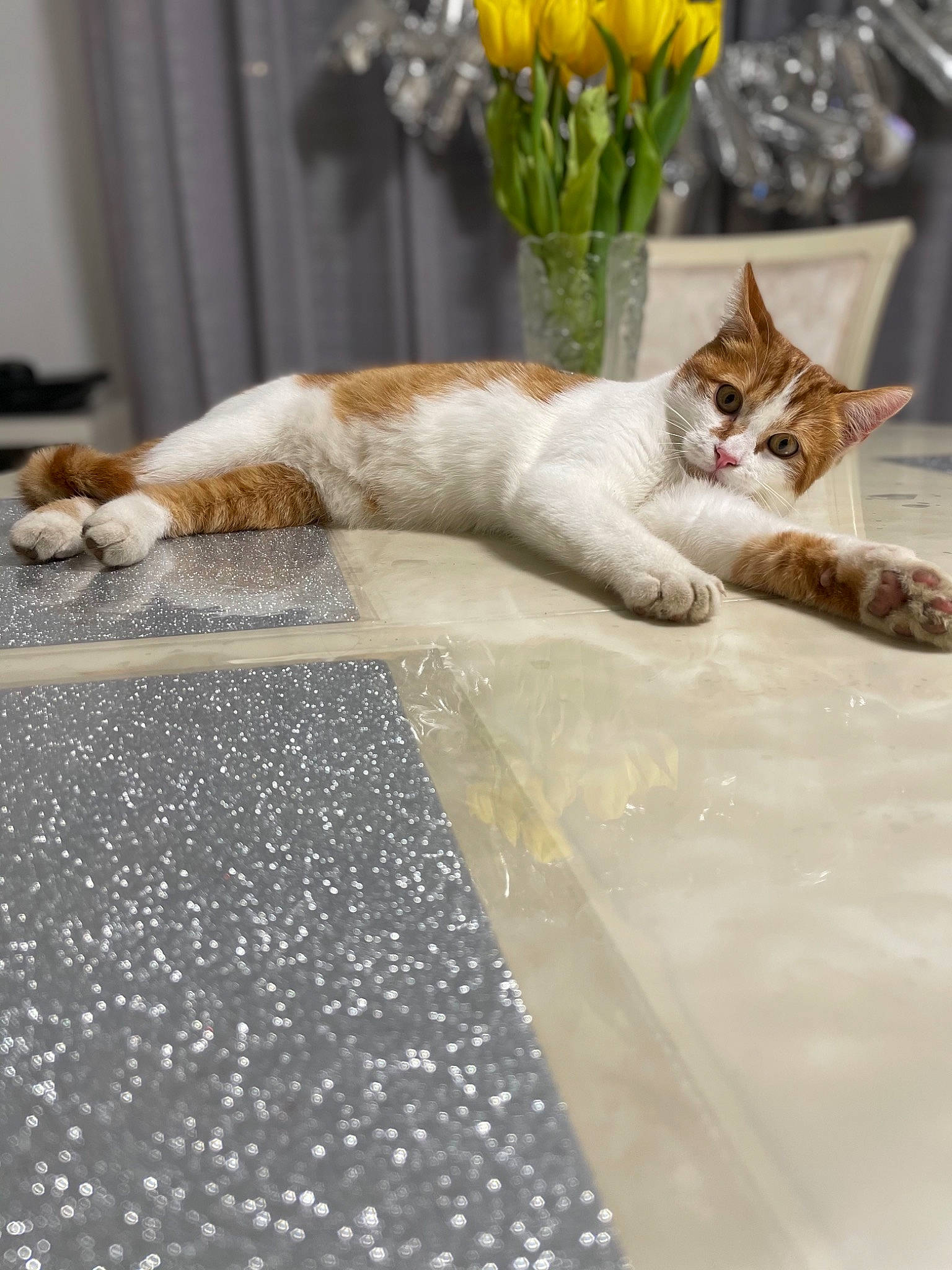 Noisette a rejoint le concours — aidez-le/la à gagner de superbes lots ! carnivore, cat, comfort, domestic_short_haired_cat, fawn, felidae, floor, flooring, flower, flowerpot, fur, grey, plant, road_surface, small_to_medium_sized_cats, tail, textile, whiskers, wood, yellow