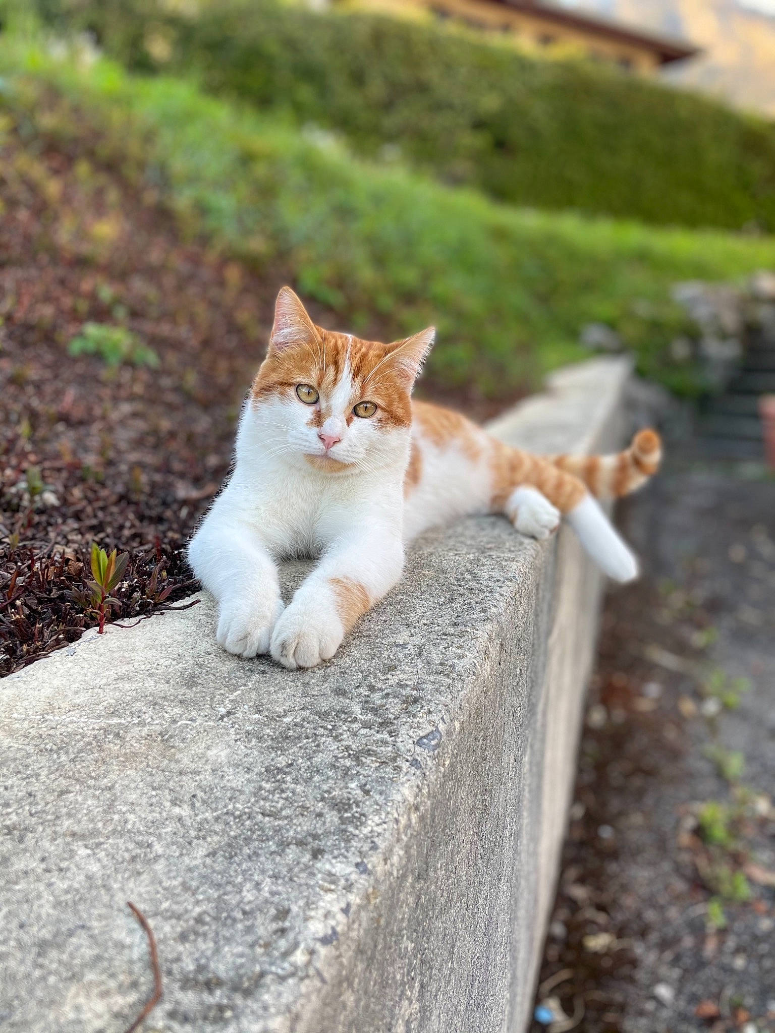 Noisette a rejoint le concours — aidez-le/la à gagner de superbes lots ! asphalt, carnivore, cat, domestic_short_haired_cat, fawn, felidae, fur, grass, groundcover, landscape, plant, road, road_surface, sitting, small_to_medium_sized_cats, spring, tail, tree, whiskers, wood