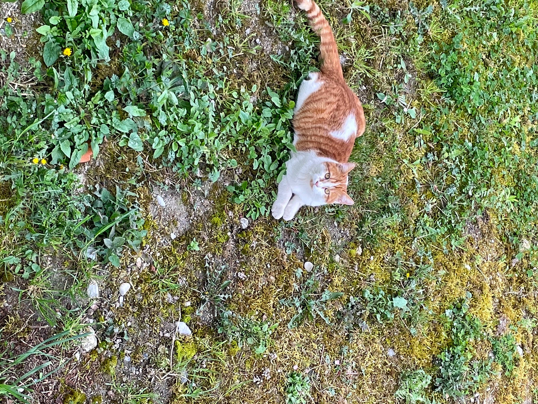 Noisette participe au concours pour gagner de l'argent avec cette photo : fawn, foot, garden, grass, groundcover, human_leg, jungle, lawn_ornament, people_in_nature, plant, shrub, soil, tail, terrestrial_animal, thigh, tree, trunk, water, wildlife, wood