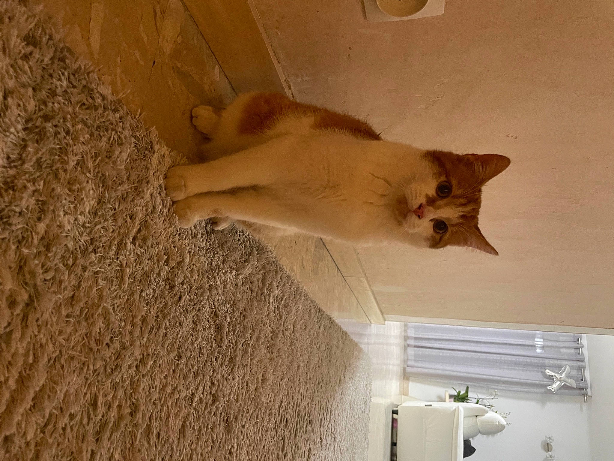 Noisette a rejoint le concours — aidez-le/la à gagner de superbes lots ! carnivore, cat, ceiling, domestic_short_haired_cat, door, fawn, felidae, floor, flooring, fur, hardwood, interior_design, plaster, small_to_medium_sized_cats, snout, tail, tints_and_shades, whiskers, window, wood