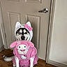 dog, husky, costume, pink, hello_kitty, hood, ears, bow, pet, indoor, door, floor, wooden_floor, animal, cute, sitting, playful, portrait, face, pet_clothing