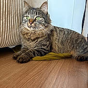 Yoshi participe au concours pour gagner de l'argent avec cette photo : cat, tabby, pet, feline, animal, indoor, floor, wooden_floor, green_eyes, relaxed, fur, whiskers, ears, paw, resting, household, domestic, texture, furniture, curious