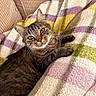 tabby_cat, cat, pet, animal, feline, cozy, blanket, striped, green_eyes, whiskers, relaxing, indoors, couch, soft_texture, warm_colors, fur, comfort, resting, cute, domestic_animal