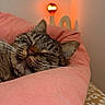 Yoshi a rejoint le concours — aidez-le/la à gagner de superbes lots ! cat, tabby, sleeping, blanket, pink_blanket, bedroom, lamp, warm_light, cozy, resting, fur, whiskers, indoor, comfort, peaceful, soft, head, ears, pillow, flower_pattern