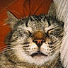 Yoshi participe au concours pour gagner de l'argent avec cette photo : cat, tabby, sleeping, close_up, whiskers, fur, nose, mouth, ears, cozy, relaxed, indoor, pet, animal, cute, face, portrait, feline, resting, soft