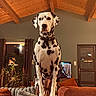 dalmatian, dog, pet, indoor, living_room, couch, orange_couch, wood_ceiling, plant, curtains, television, door, blanket, collar, furniture, animal, spotty_dog, domestic, canine, home