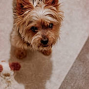 Cookie participe au concours pour gagner de l'argent avec cette photo : dog, small_dog, cute, fluffy_fur, ears, looking_up, carpet, plush_toy, soft_lighting, indoors, pet, animal, brown_fur, white_fur, close_up, portrait, floor, domestic, companion, toy