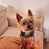 dog, small_dog, yorkshire_terrier, pet, couch, pillow, blanket, indoor, fur, ears, animal, cute, cozy, home, wood_floor, curious, sitting, looking_up, furniture, living_room