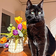 Zelda participe au concours pour gagner de l'argent avec cette photo : black_cat, cat, tulips, flowers, vase, wooden_table, sunlight, green_eyes, indoor, houseplant, decor, pet, feline, closeup, domestic_cat, plant, colorful, still_life, natural_light, window