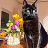 black_cat, cat, tulips, flowers, vase, wooden_table, sunlight, green_eyes, indoor, houseplant, decor, pet, feline, closeup, domestic_cat, plant, colorful, still_life, natural_light, window