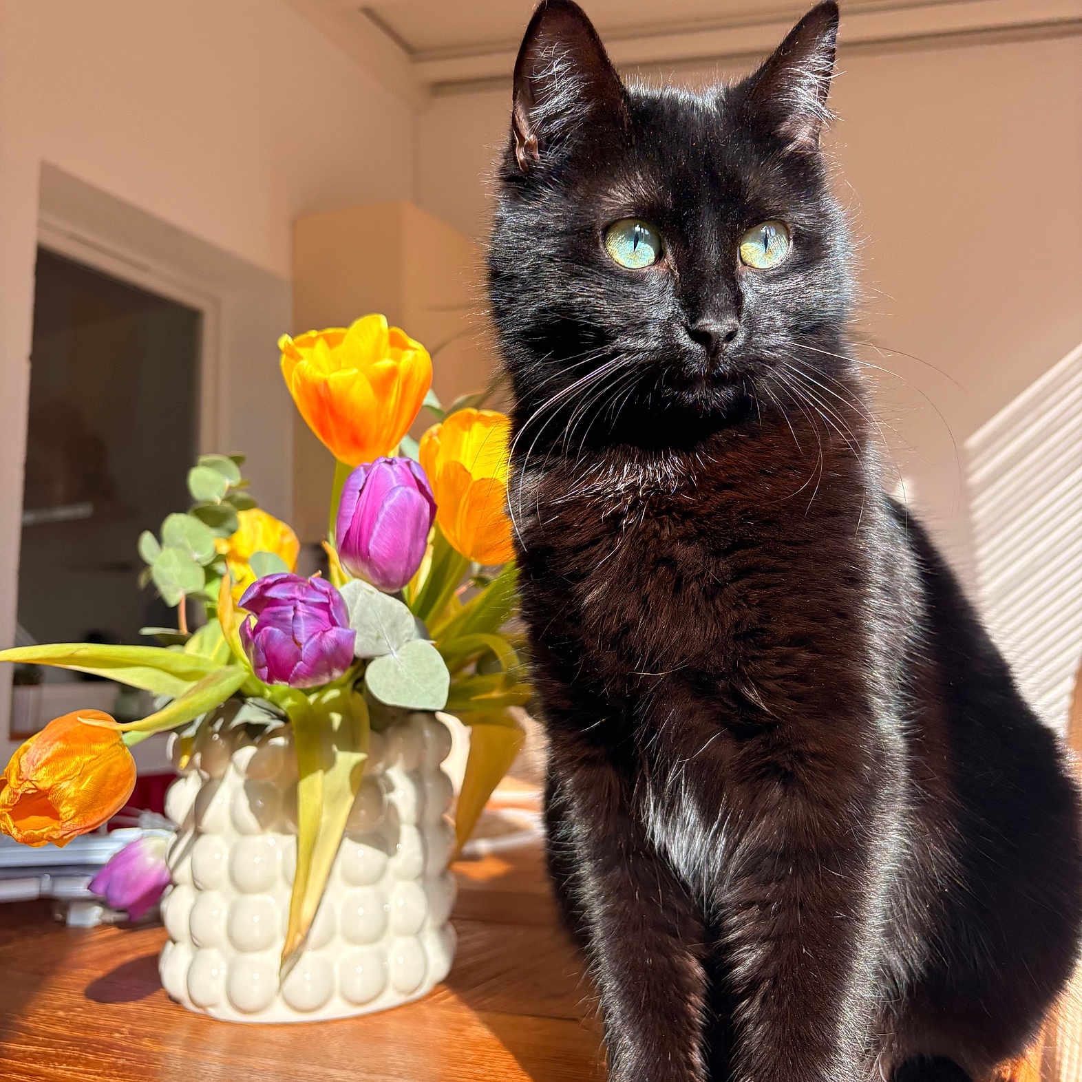 Zelda participe au concours pour gagner de l'argent avec cette photo : black_cat, cat, tulips, flowers, vase, wooden_table, sunlight, green_eyes, indoor, houseplant, decor, pet, feline, closeup, domestic_cat, plant, colorful, still_life, natural_light, window