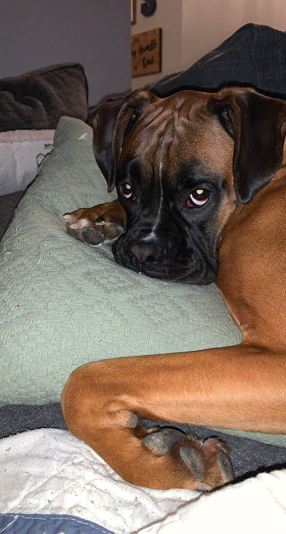 Winston is registered to the contest to win money with this photo: boxer, canidae, carnivore, comfort, companion_dog, couch, dog, dog_breed, dog_supply, fawn, guard_dog, liver, non_sporting_group, puppy, snout, sporting_group, whiskers, working_animal, working_dog, wrinkle