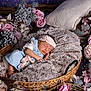 baby, basket, blanket, child, cozy, cute, decor, flowers, fluffy, headband, infant, nature, newborn, peaceful, pink, portrait, purple, resting, sleeping, soft