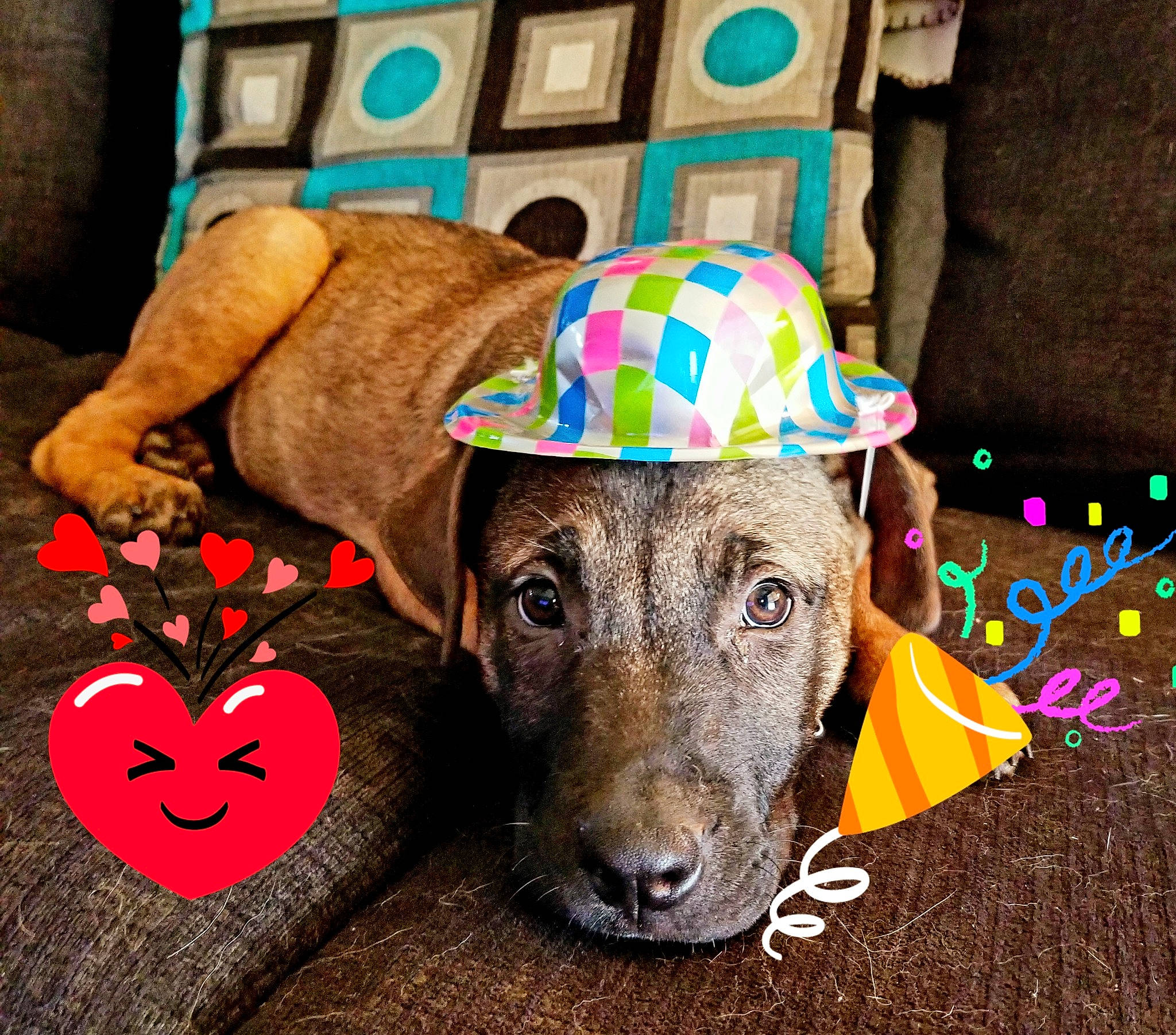 Micco joined the competition — help win amazing prizes! baseball_cap, cap, carmine, carnivore, companion_dog, costume_hat, cowboy_hat, dog, dog_breed, dog_supply, fashion_accessory, fawn, fedora, fur, hat, headgear, pet_supply, picture_frame, sun_hat, working_animal