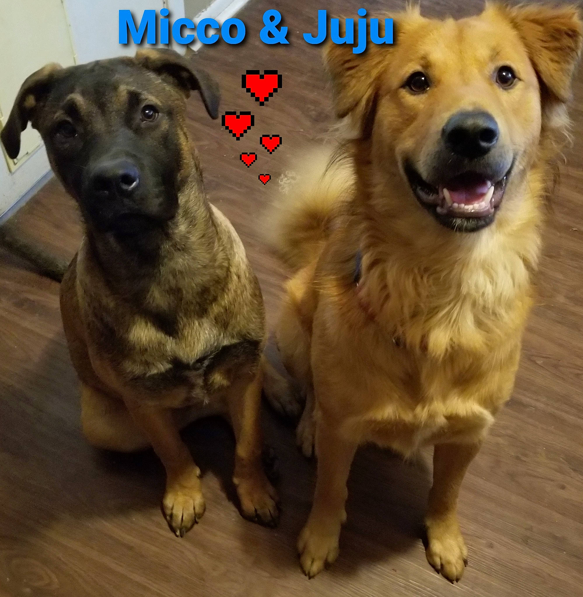 Micco joined the competition — help win amazing prizes! canidae, carnivore, companion_dog, dog, dog_breed, dog_supply, event, fawn, fur, happy, internet_meme, liver, paw, pet_supply, photo_caption, snout, sporting_group, whiskers, working_animal, working_dog