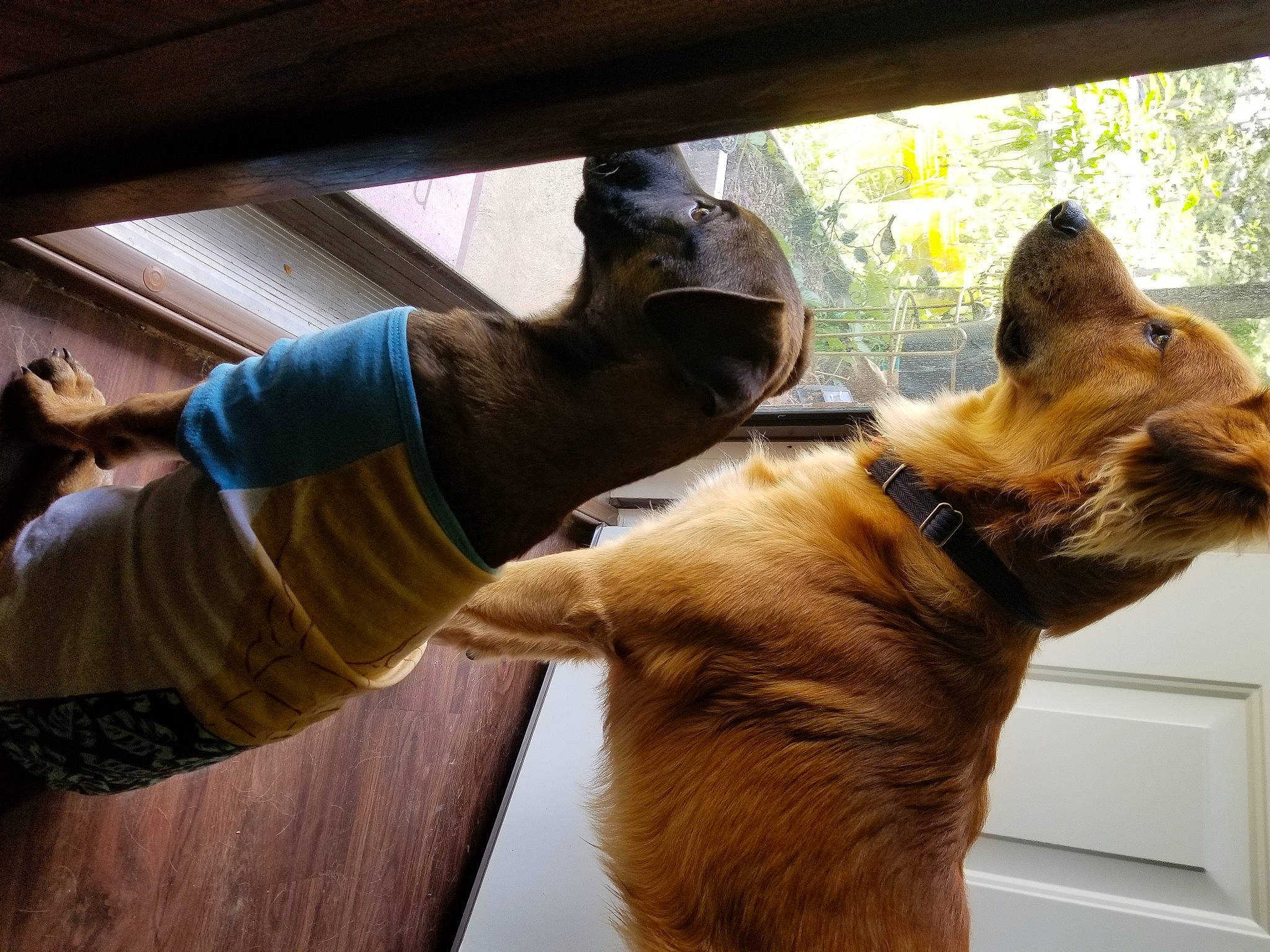 Micco is registered to the contest to win money with this photo: brown, carnivore, collar, companion_dog, dog, dog_breed, fawn, felidae, flooring, fur, hardwood, liver, plant, small_to_medium_sized_cats, snout, tail, whiskers, window, wood, working_animal