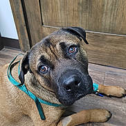 Micco joined the competition — help win amazing prizes! animal, brown_dog, canine, closeup, companion, dog, domestic_animal, ears, eyes, flooring, fur, harness, indoor, looking_up, lying_down, mammal, nose, pet, wooden_door, wooden_floor