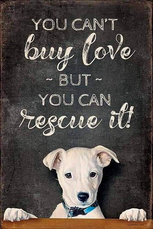 Jengo joined the competition — help win amazing prizes! blackboard, canidae, carnivore, dog, dog_breed, font, non_sporting_group, photo_caption, text