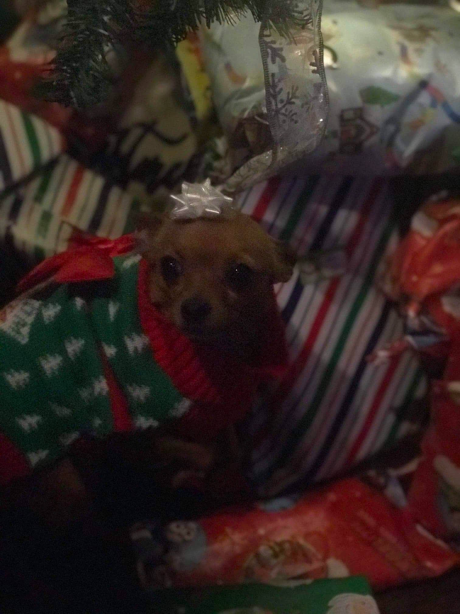 Ellie Mae is registered to the contest to win money with this photo: canidae, companion_dog, fawn, holiday, snout