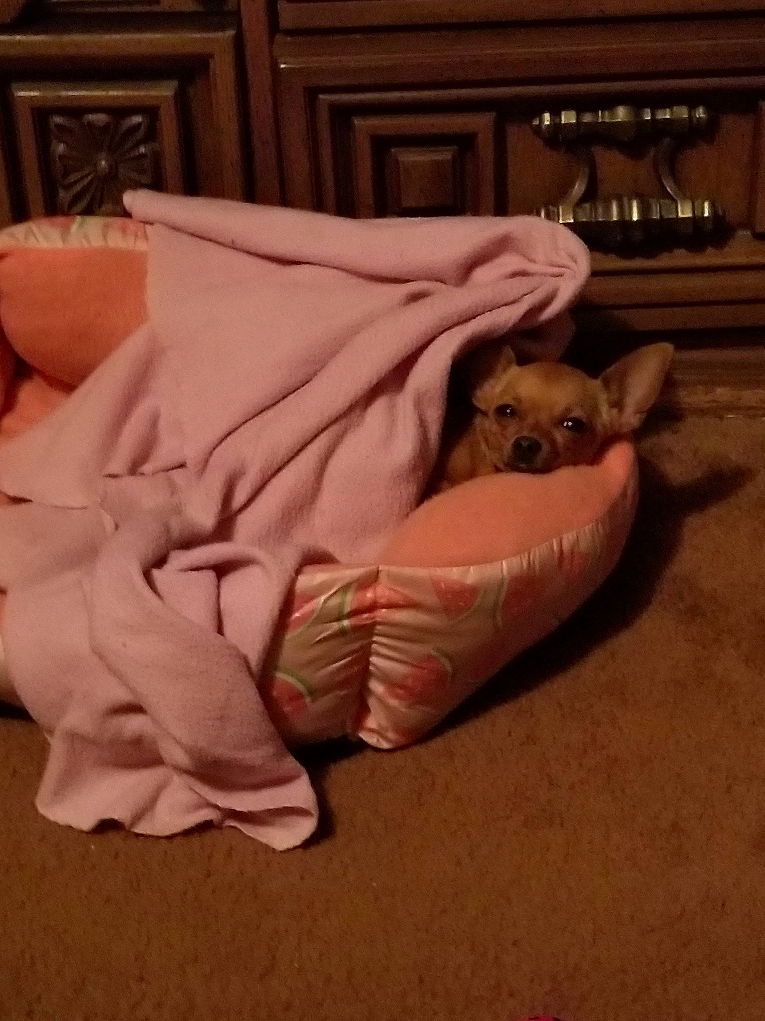 Ellie Mae is registered to the contest to win money with this photo: bed, bed_sheet, bedding, canidae, fawn, furniture, hardwood, linens, nap, room, textile, wood