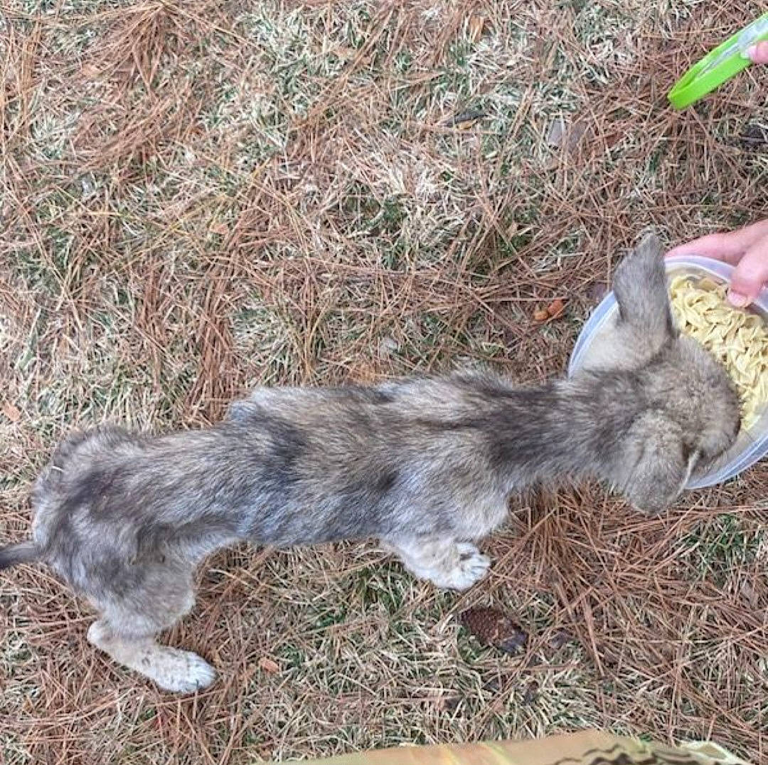 Loki joined the competition — help win amazing prizes! canidae, dog_breed, fur, grass, groundcover, plant, soil, sporting_group, tail, terrestrial_animal