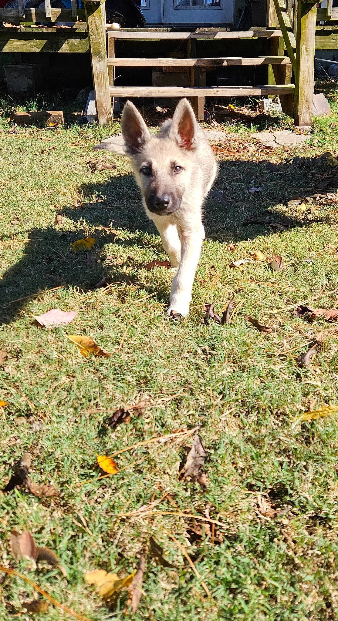 Loki is registered to the contest to win money with this photo: canidae, carnivore, companion_dog, dog, dog_breed, fawn, felidae, grass, groundcover, lawn, shadow, snout, sporting_group, tail, terrestrial_animal, texas_heeler, working_animal, yard