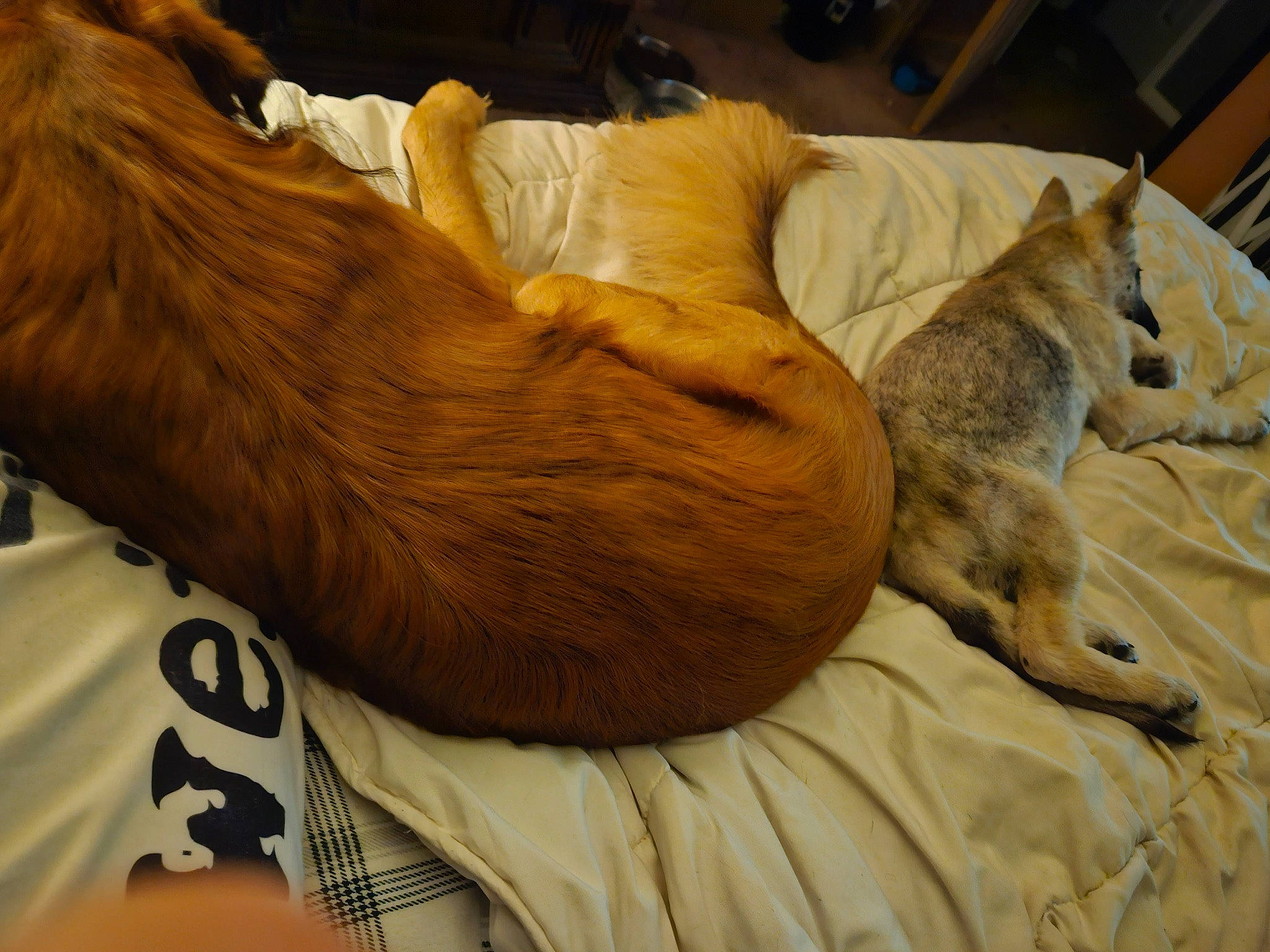 Loki joined the competition — help win amazing prizes! bed, carnivore, comfort, companion_dog, dog, dog_breed, fawn, felidae, flooring, fur, hardwood, human_leg, linens, liver, small_to_medium_sized_cats, snout, sporting_group, tail, whiskers, wood